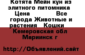 Котята Мейн-кун из элитного питомника › Цена ­ 20 000 - Все города Животные и растения » Кошки   . Кемеровская обл.,Мариинск г.